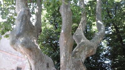 Salviamo gli alberi monumentali del Collegio dei Gesuiti