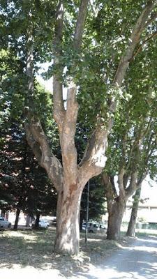 Salviamo gli alberi monumentali del Collegio dei Gesuiti