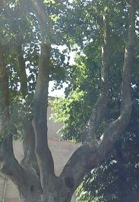 Salviamo gli alberi monumentali del Collegio dei Gesuiti