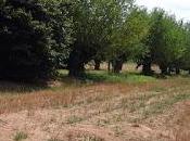 Salviamo alberi monumentali loro habitat.