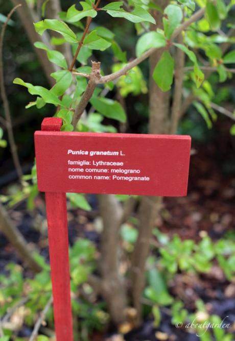 flora macchia mediterranea