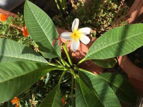 plumeria