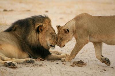 #Cecilthelion - Firma la petizione per inserire i leoni africani tra gli animali a rischio estinzione