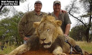 #Cecilthelion - Firma la petizione per inserire i leoni africani tra gli animali a rischio estinzione