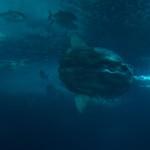 Da vedere a Lisbona: l’Oceanário