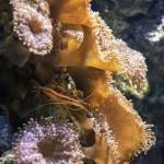 Da vedere a Lisbona: l’Oceanário