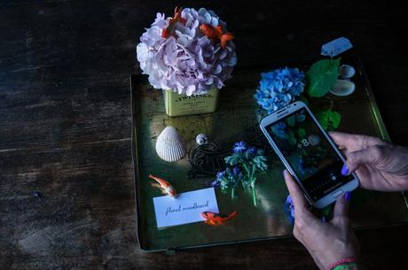 blossom zine ortensie mare-158