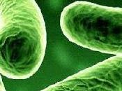 fermenti lattici sono tutti uguali