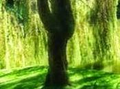 Salix vitellino Willow, fiore Bach vittima stesso