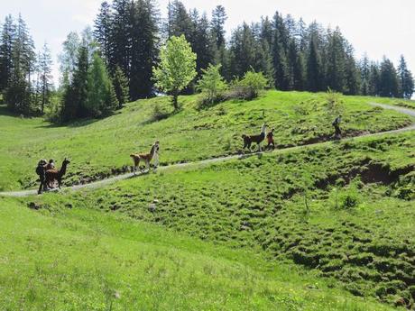 Trekking con i lama per le valli del Tirolo