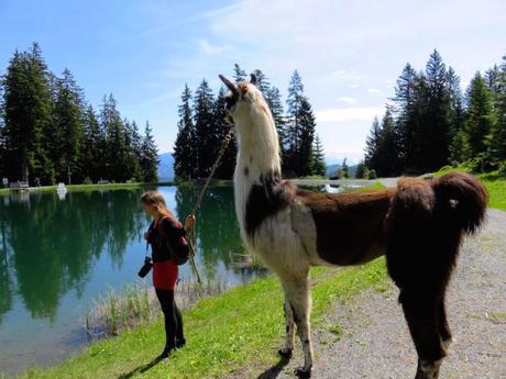 Trekking con i lama per le valli del Tirolo