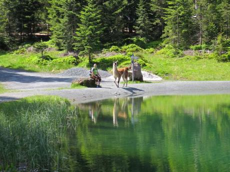 Trekking con i lama per le valli del Tirolo