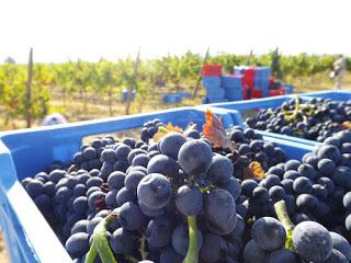 MILANO. Nella vendemmia la Lombardia punta ad un +10%.