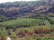 Archeologia. 3000 anni sardi brindavano vino Nuraghe Arrubiu