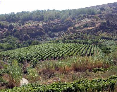 Archeologia. 3000 anni fa i sardi brindavano con il vino nel Nuraghe Arrubiu