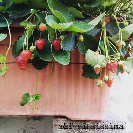 mousse di fragole