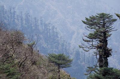 Bhutan - Trasferimento