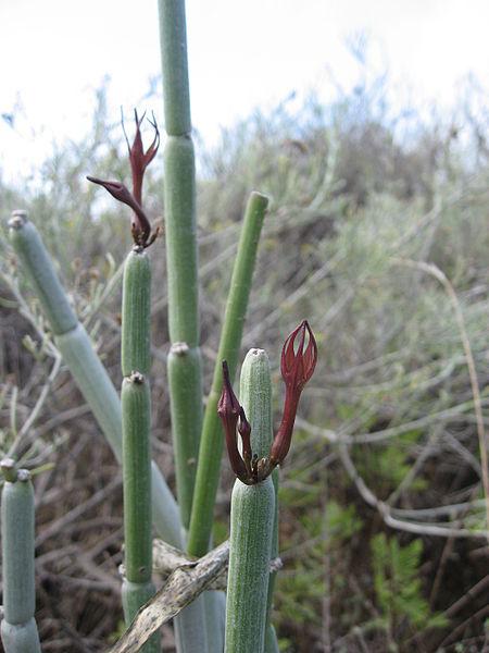 Ceropegia fusca