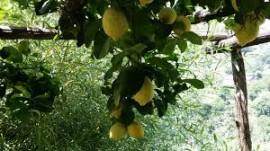 Limone, l’oro di Cetara