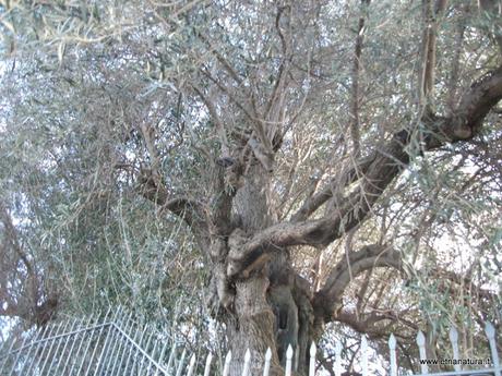 Cinque testimoni silenziosi: gli alberi secolari del catanese...