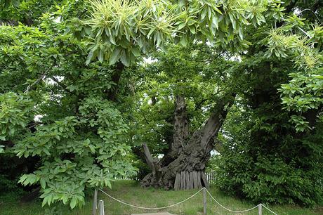 Cinque testimoni silenziosi: gli alberi secolari del catanese...