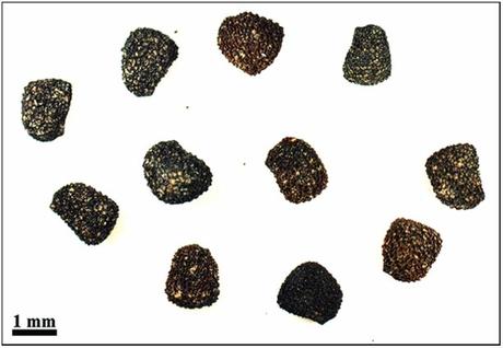 Semi di giusquiamo e cure ottomane