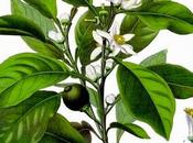 Arancio amaro, olio essenziale