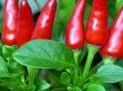 Peperoncino sempre.