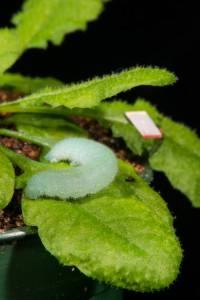 HANDOUT PHOTO:   This is a cabbage butterfly caterpillar feeding on an Arabidopsis plant where, on an adjacent leaf, a piece of reflective tape helps record vibrations.  (Photo by Roger Meissen)