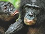 Bonobo selvaggi comunicano come neonati umani!