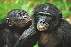 bonobos-k2mE--621x414@LiveMint