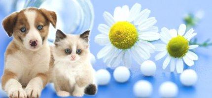 Quattro casi oncologici canini