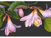 Erbe tintura, infuso, olio essenziale, Benzoino