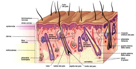 Anatomia_pelle