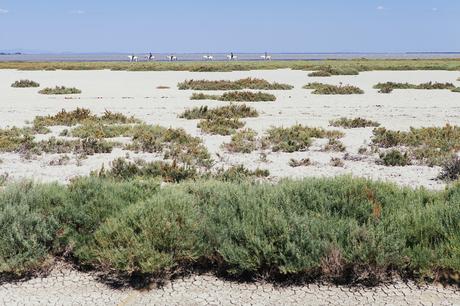 Etang du Vaccarès, Camargue