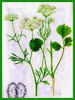 Anice verde, Olio essenziale