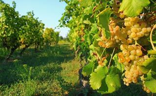 MILANO. Dal vigneto proposte giovani anti-crisi fra gelatine di vino e balsamo degli angeli.