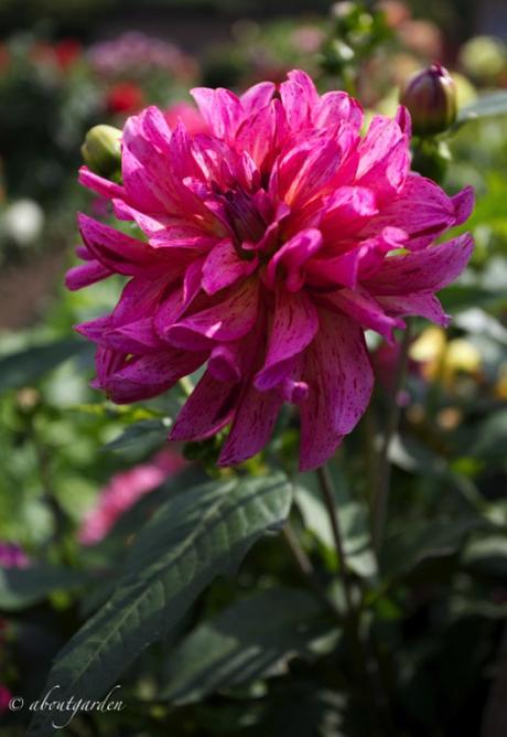 dahlia fucsia