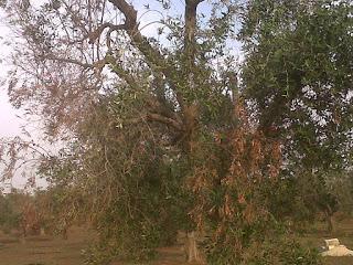 Le foto sono state scattate il 15 agosto 2015 nell'agro di Lecce e precisamente nei pressi del Parco di Rauccio.