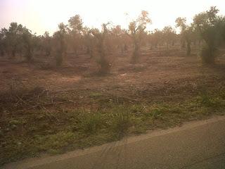 Le foto sono state scattate il 15 agosto 2015 nell'agro di Lecce e precisamente nei pressi del Parco di Rauccio.