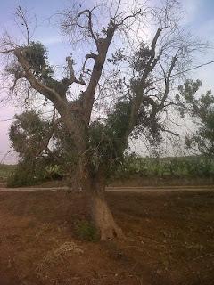 Le foto sono state scattate il 15 agosto 2015 nell'agro di Lecce e precisamente nei pressi del Parco di Rauccio.