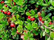 Erbe tintura, infuso, olio essenziale, ursina