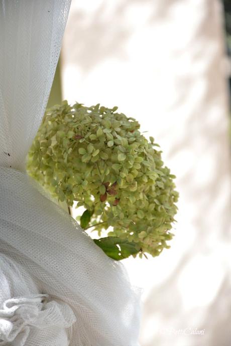 20150817_Hydrangea_arborescens_Invincibelle_Spirit (15)A