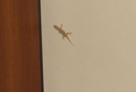 L'originale geco Alfonso - Esclusiva Rosebud