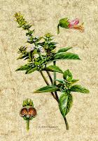 Basilico, olio essenziale