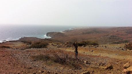 Un safari ad Aruba: il lato selvaggio dei Caraibi