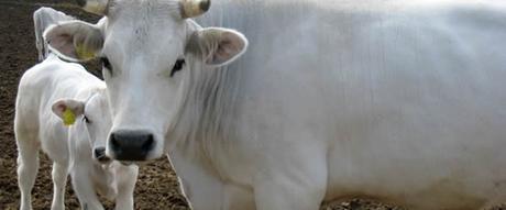 5 Sagre da non perdere in Campania: weekend 22-23 agosto 2015