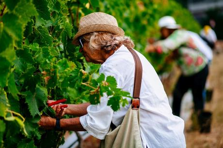 Volete vendemmiare in città? A Lisbona si può!