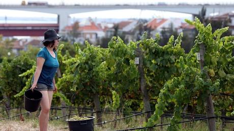 Volete vendemmiare in città? A Lisbona si può!