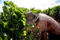 In Sicilia la vendemmia più grande d’Europa A Menfi due giorni tra vigneti, mare e cucina contadina